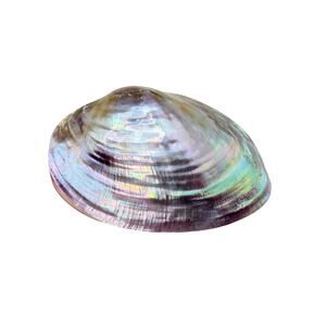 Whole Multi-Color Lightweight Clam Shell Coastal Decor